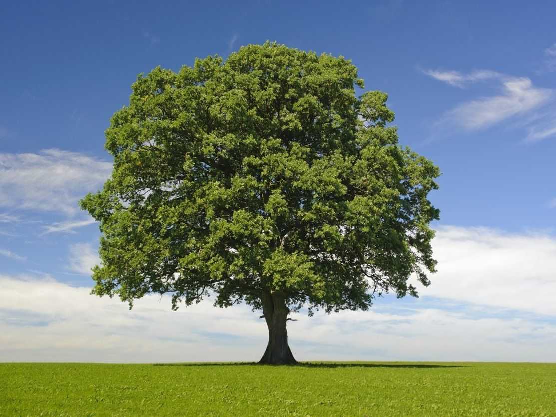 Understanding TSD: The Importance of Temperature Sensitivity in Development